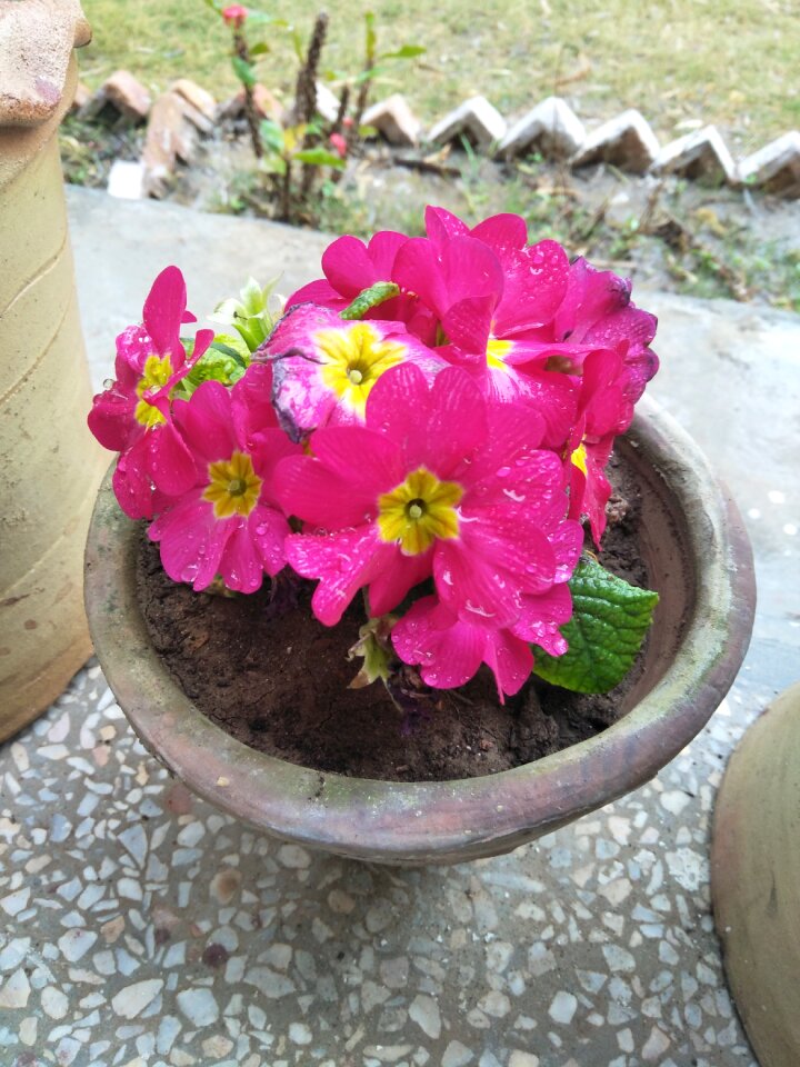 Pot garden