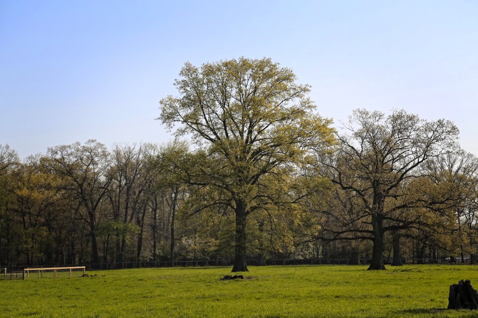 Grass wood countryside