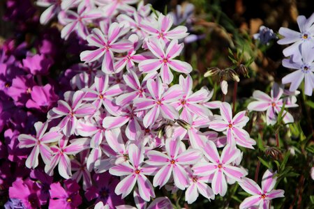 Phlox pink spring-flowering bi-color photo