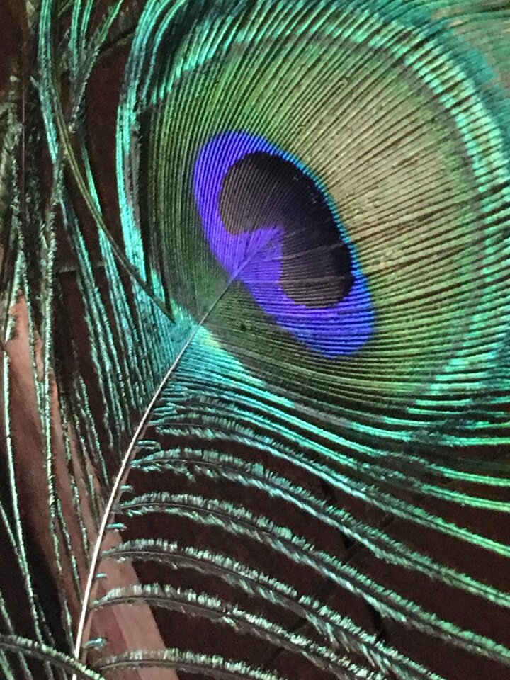 Peacock peacock feather