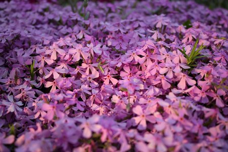 Season floral phlox szydlasty