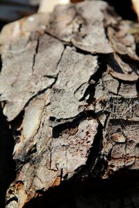 Bark chestnut horse chestnut tree trunk