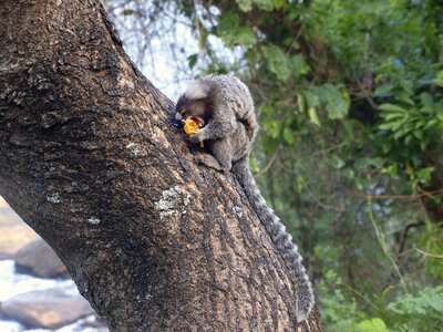 Mono wild life animal eating photo