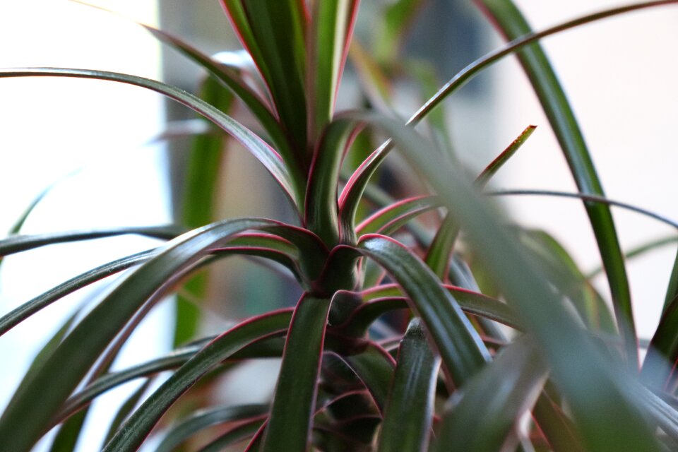 Nature sheet garden