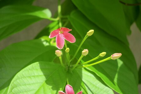 Nature branch flower