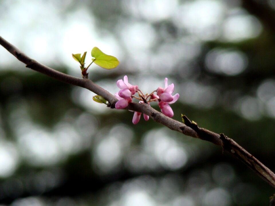 Cherry nature