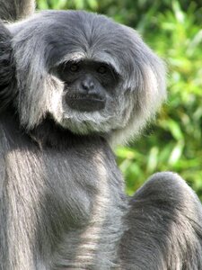 Monkey primate portrait