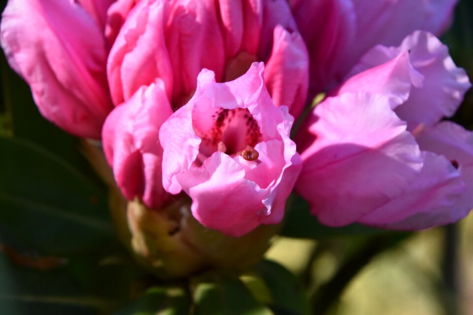 Garden petal fulfillment