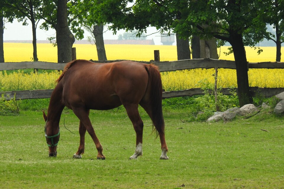 Field the horse nature