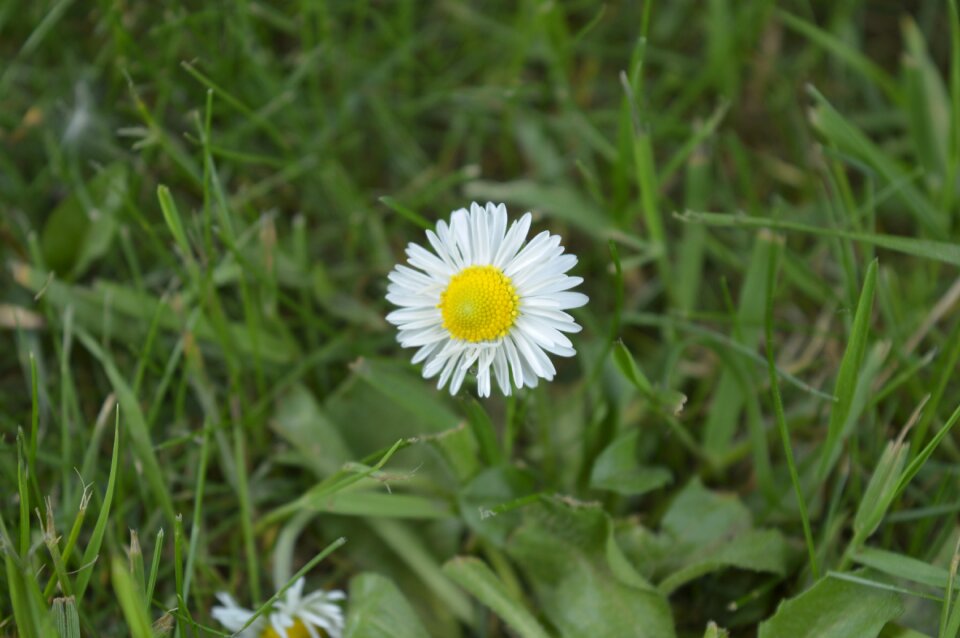 Summer flower garden
