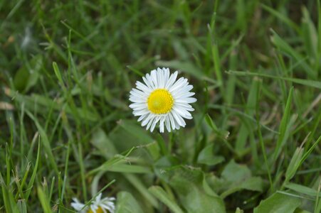 Summer flower garden photo