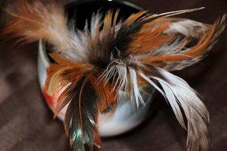 Feathers brown