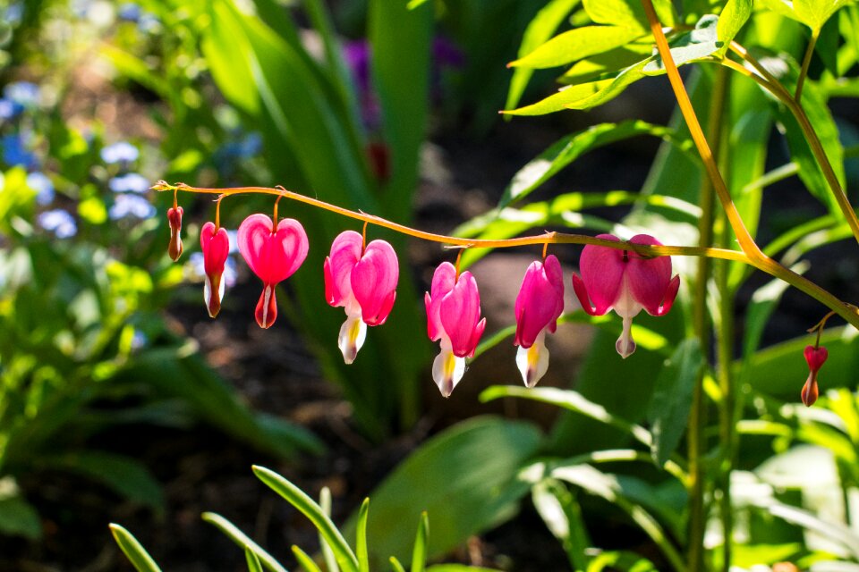Plant flower season