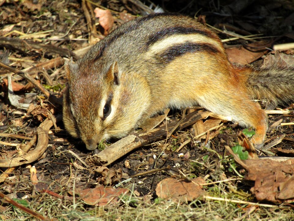 Rodent animal chipmunk