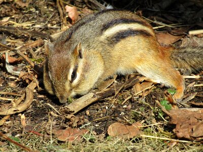 Rodent animal chipmunk