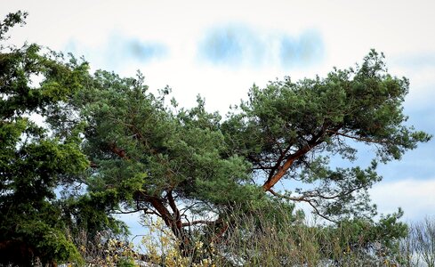 Wood sky panorama