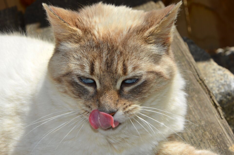 Cat pulls the tongue cute feline