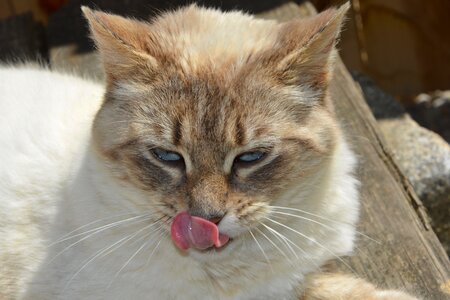 Cat pulls the tongue cute feline