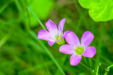 Wild flowers wild nature