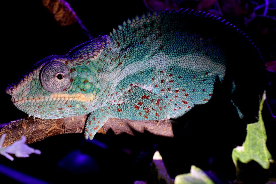 Head close up tropical