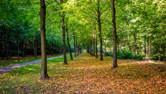 Landscape leaf season photo