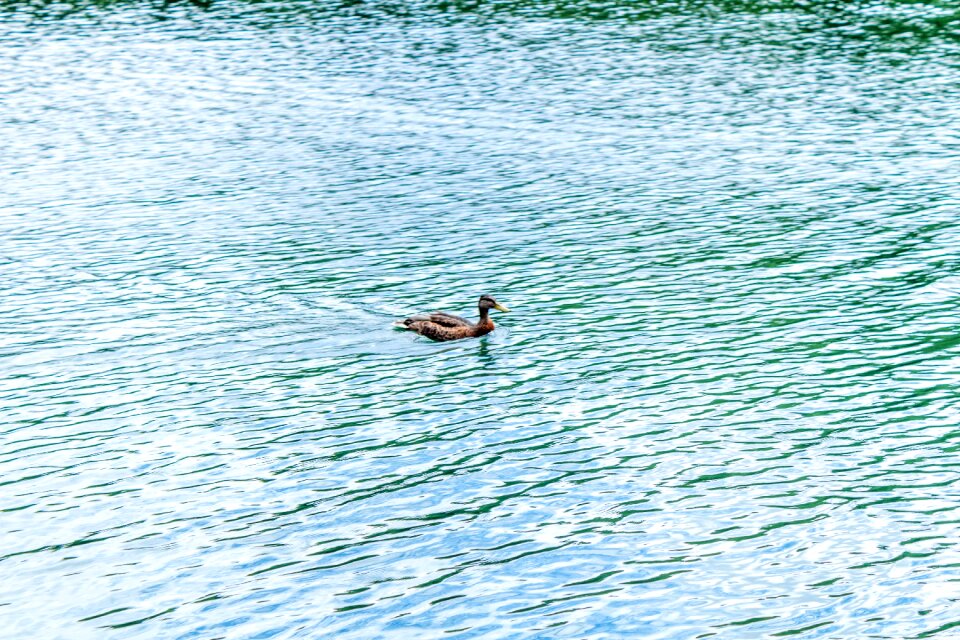Summer wave duck