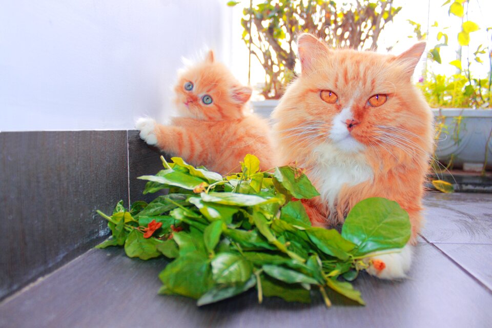 Little nature cat
