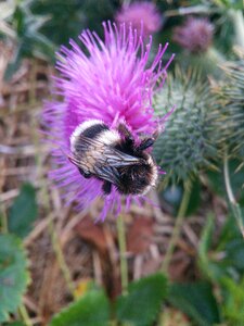 Insect wild thistle photo