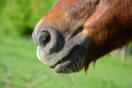 Pony horseback riding nature