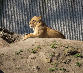 Carnivores lion predator photo