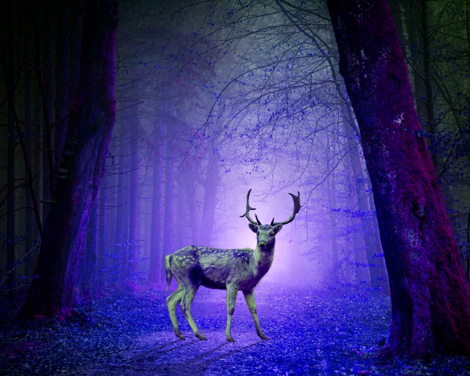 Pixabay suck pixabay shit