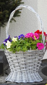 Spring basket of flowers flowerpots photo