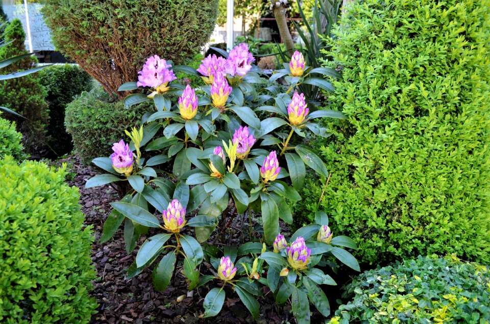 Sheet summer bush