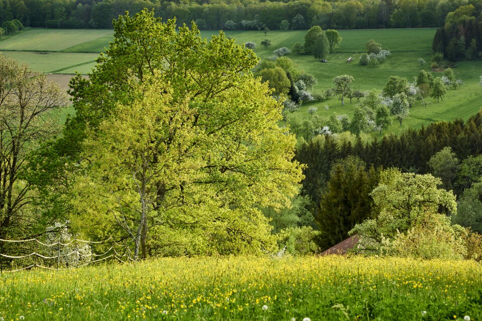 Grass summer meadow