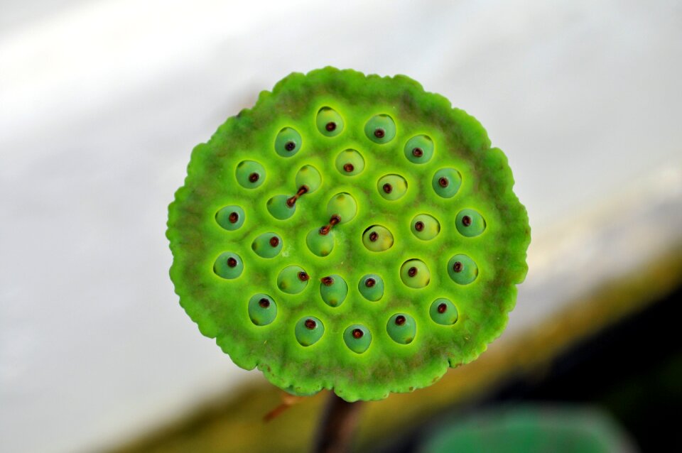Nature leaf lotus