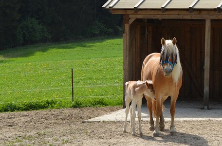 Mare foal Free photos