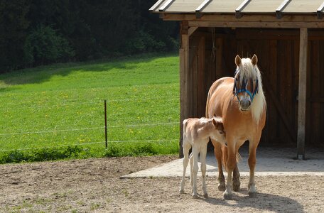 Mare foal Free photos photo