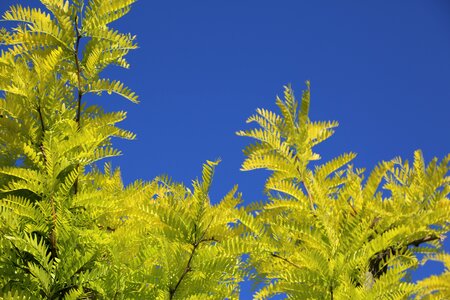 Summer leaves landscape photo