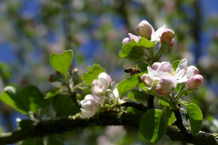 Wild bee spring flowers photo