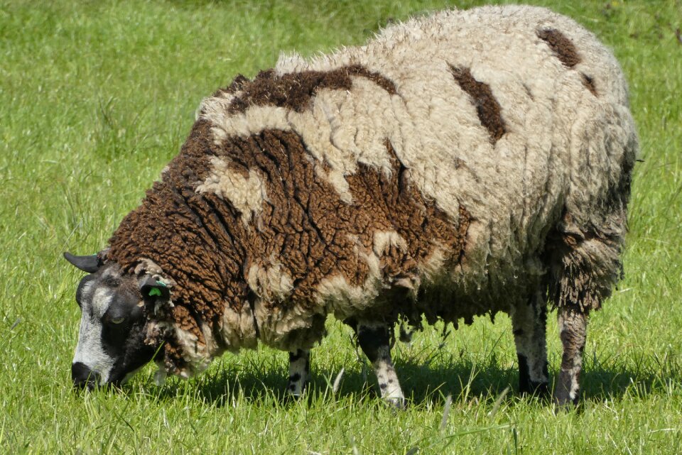 Cattle farm mammals