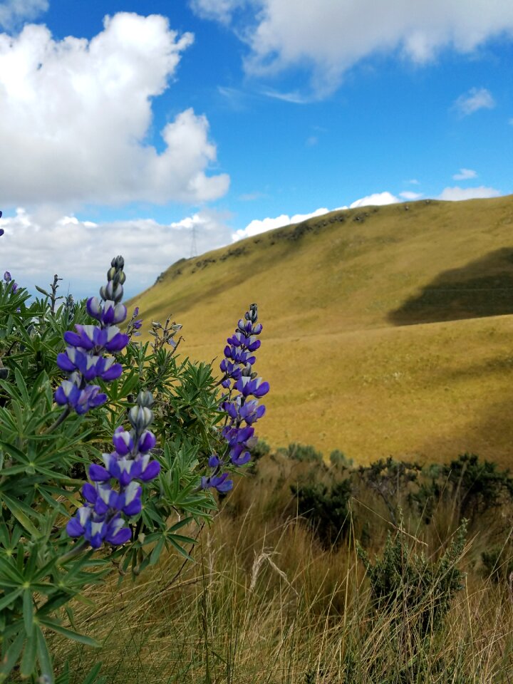 Field flower cotopaxi