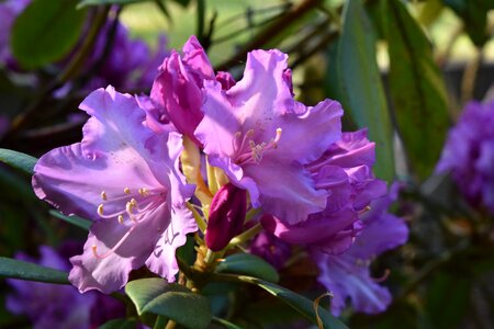 Leaf rhododendron flowering photo