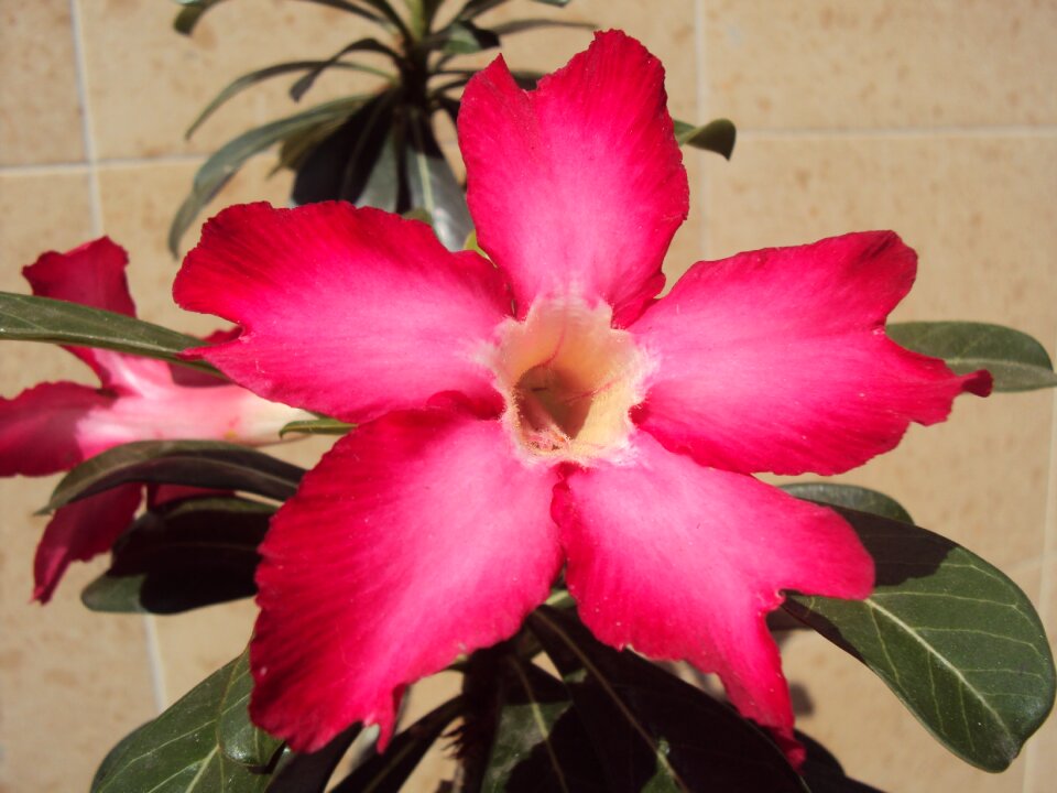 Tropical summer petal