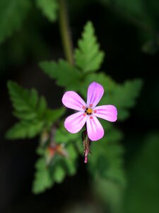 Wild leaf flower photo