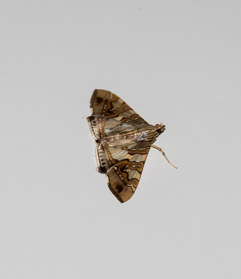 Pattern wild wing