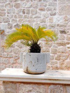 Plant vase wall photo