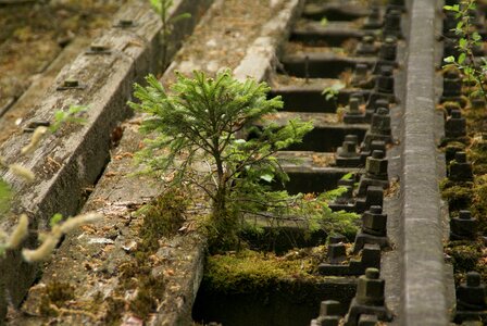 Screw nature railway photo