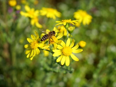 Pollination nature pollen