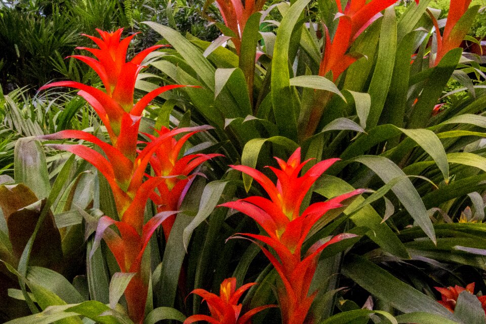 Plant nature garden