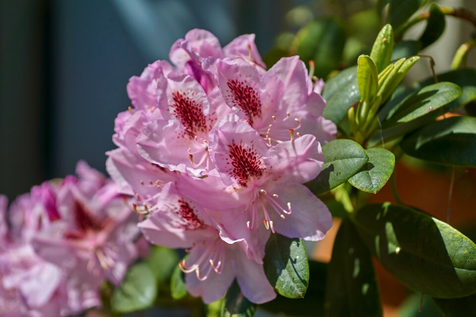 Garden leaf flowers photo